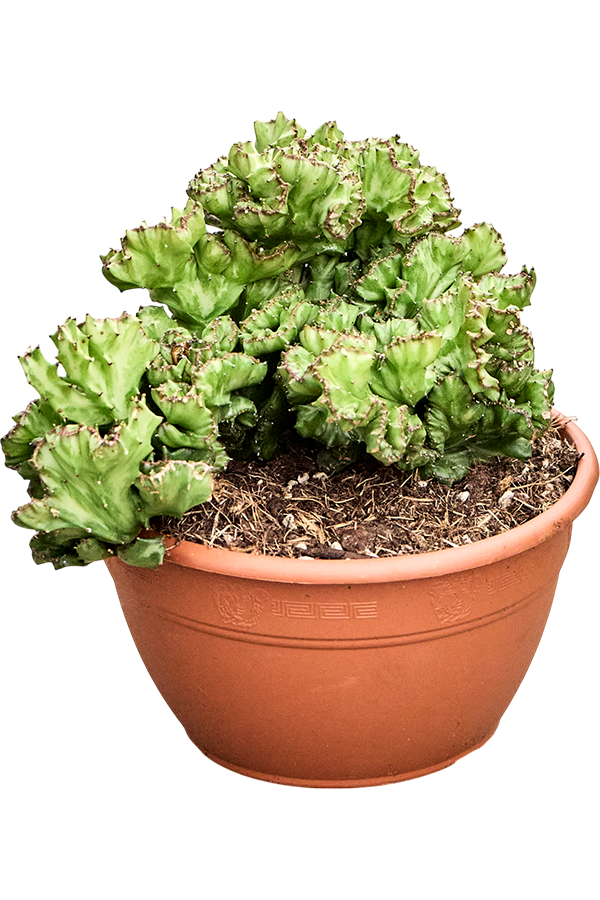 Euphorbia Lactea