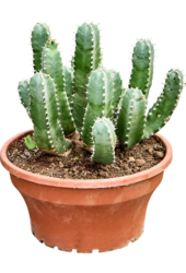Euphorbia Resinifera