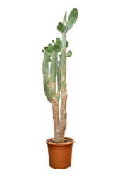 Opuntia Consolea