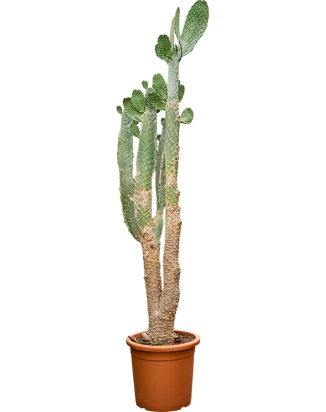 Opuntia