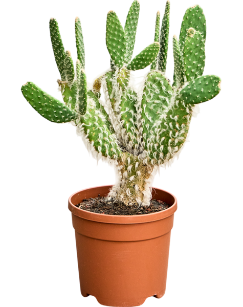 Opuntia