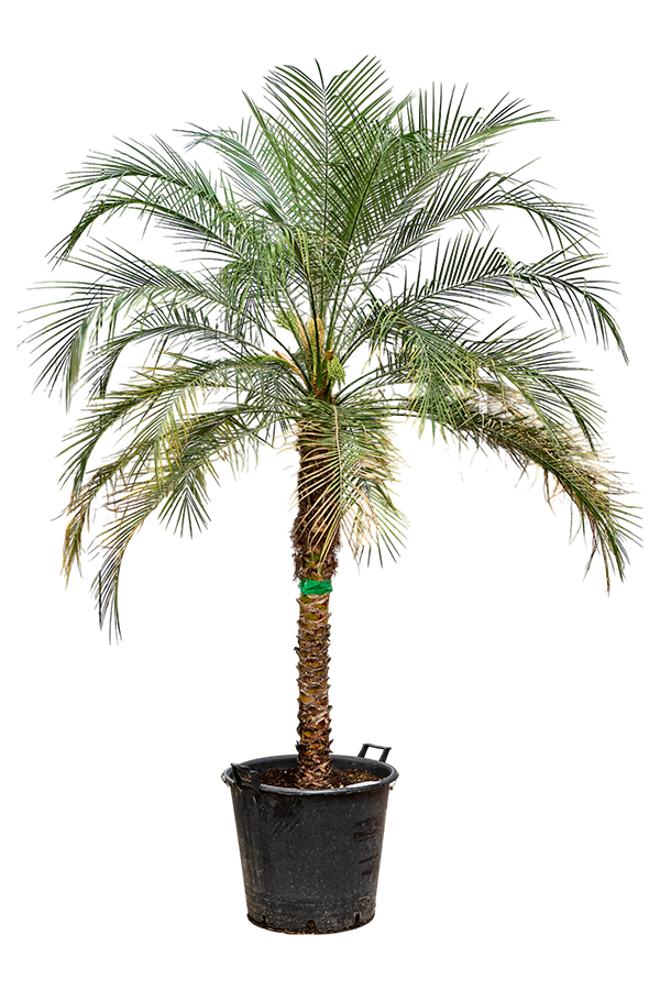 Phoenix Roebelenii (230-270)