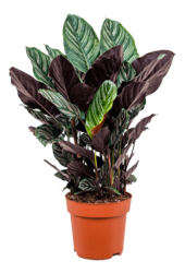 Calathea Sanderiana