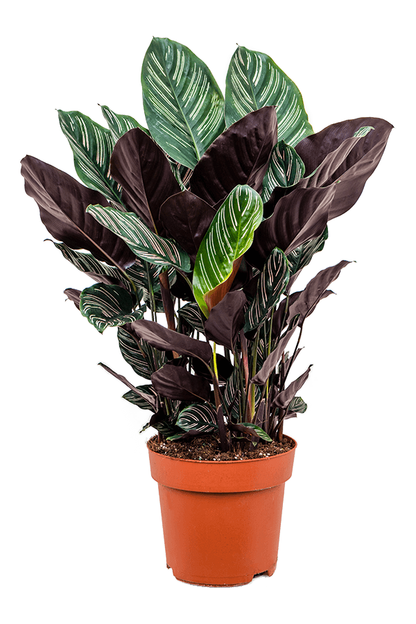 Calathea Sanderiana