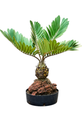 Zamia Furfuracae