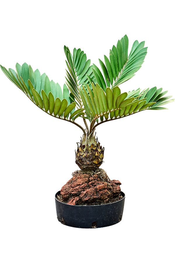 Zamia Furfuracae
