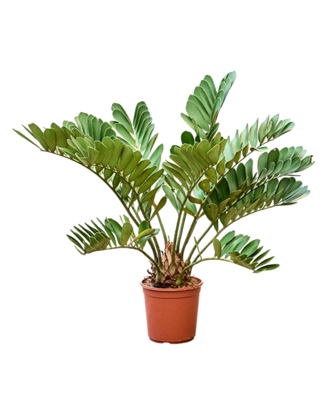 Zamia