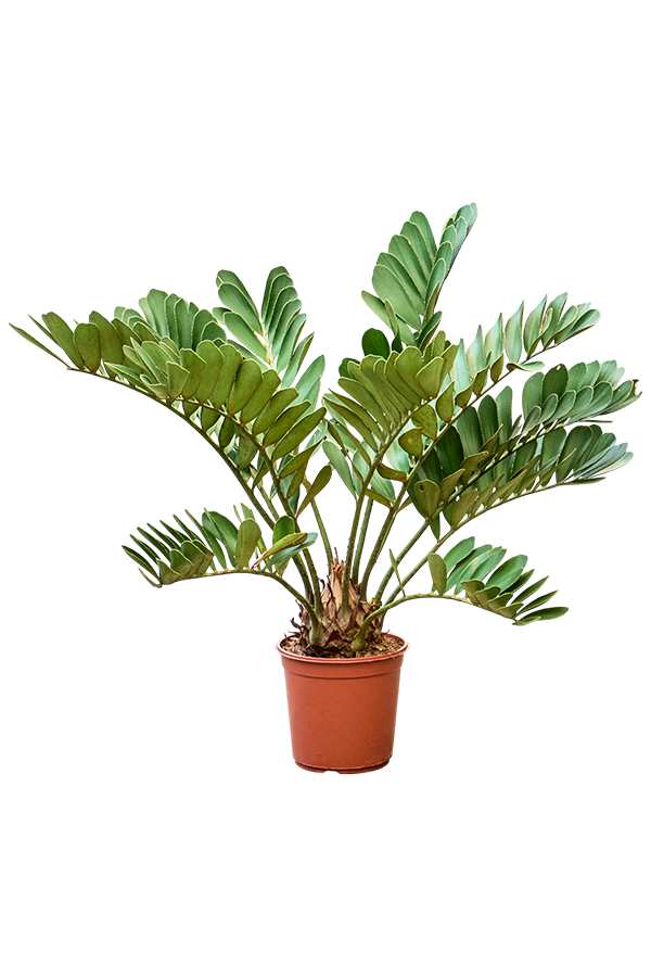 Zamia Furfuracae