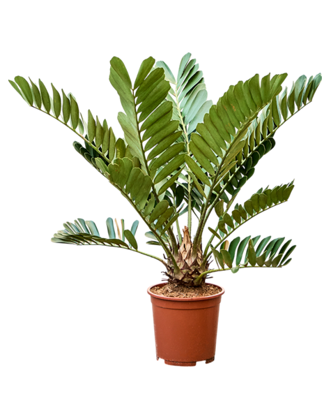 Zamia