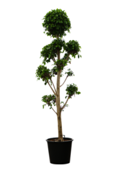 Ficus Microcarpa Nitida