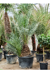 Phoenix Dactylifera (300-380)