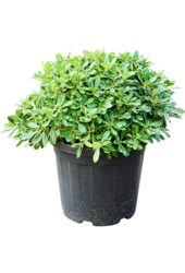 Pittosporum Tobira Nana (55-65)