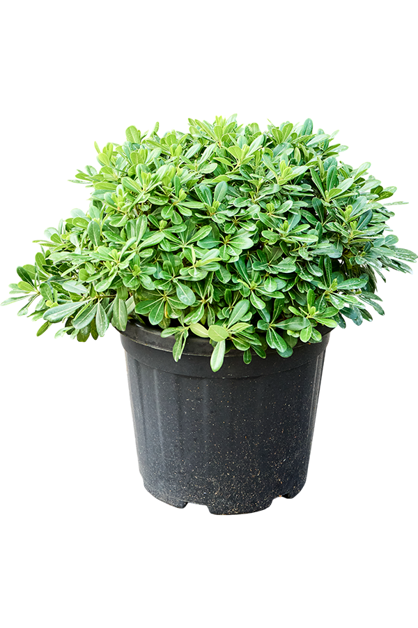 Pittosporum Tobira Nana (55-65)