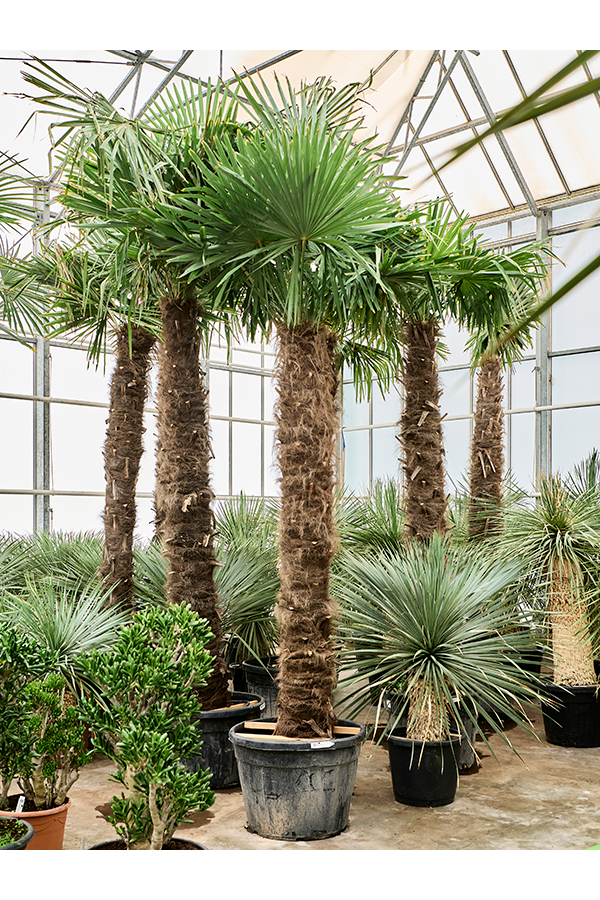 Trachycarpus Fortunei (350-400)