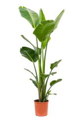 Strelitzia Nicolai 150-160