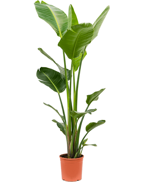 Strelitzia