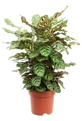 Calathea Makoyana