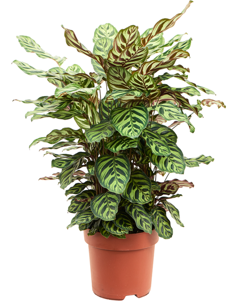 Calathea