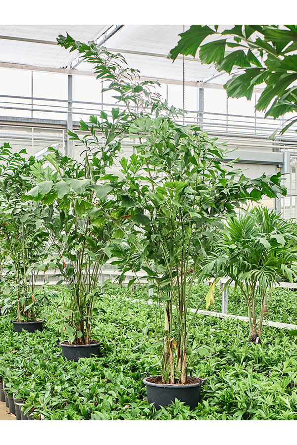 Caryota Mitis(2.30-3.00M)