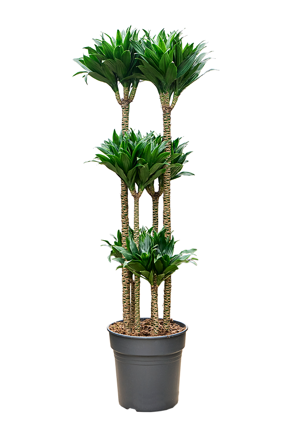 Dracaena Fragrans Compacta