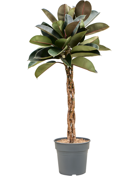 Ficus