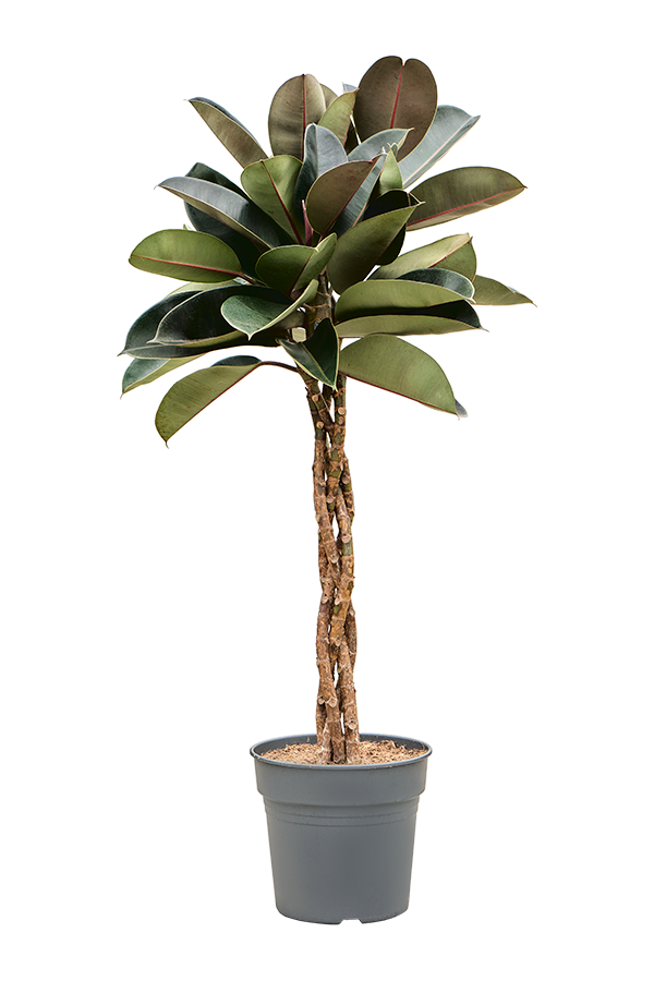 Ficus Elastica Burgundy