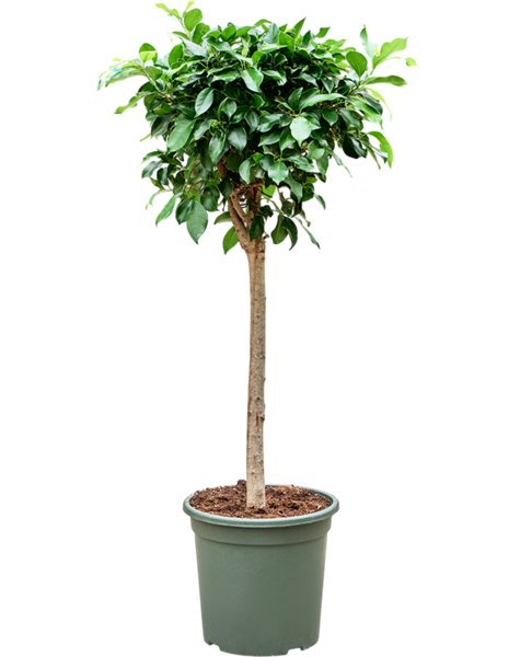Ficus
