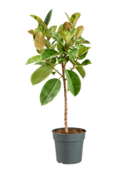 Ficus Elastica Shivereana Moonshine