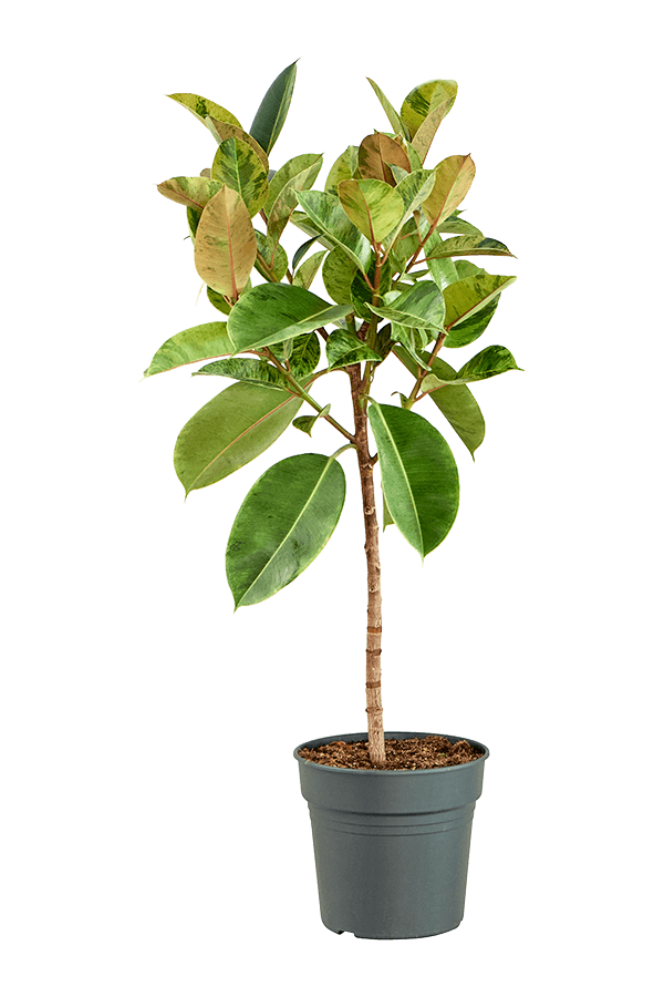 Ficus Elastica Shivereana Moonshine