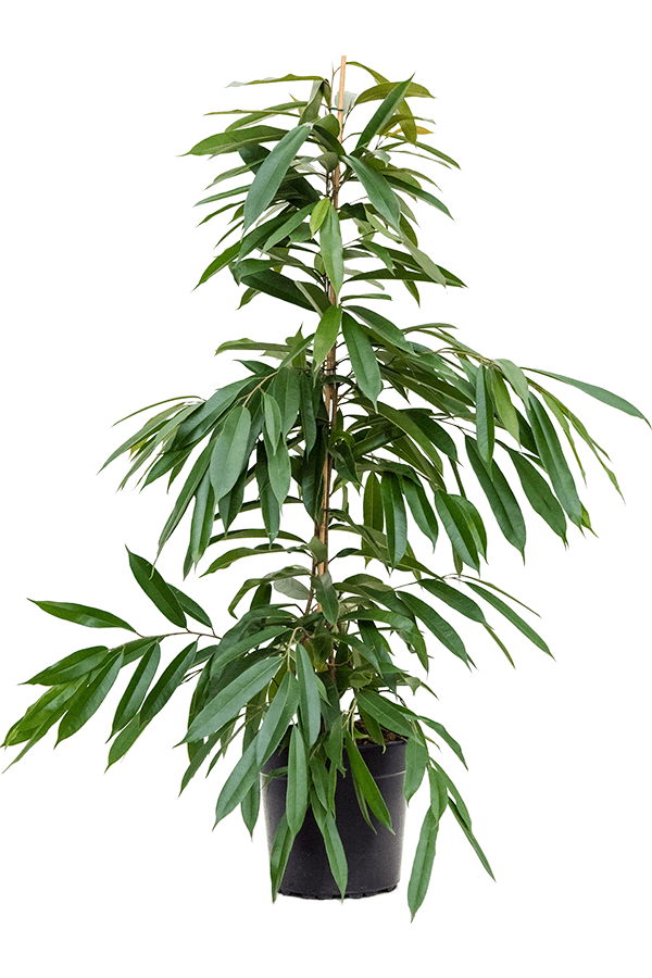 Ficus Binnendijkii Amstel King