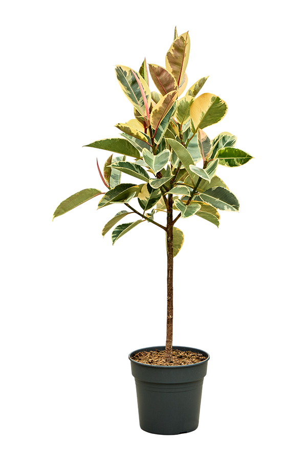 Ficus Elastica Tineke