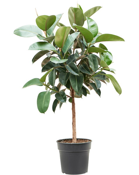 Ficus