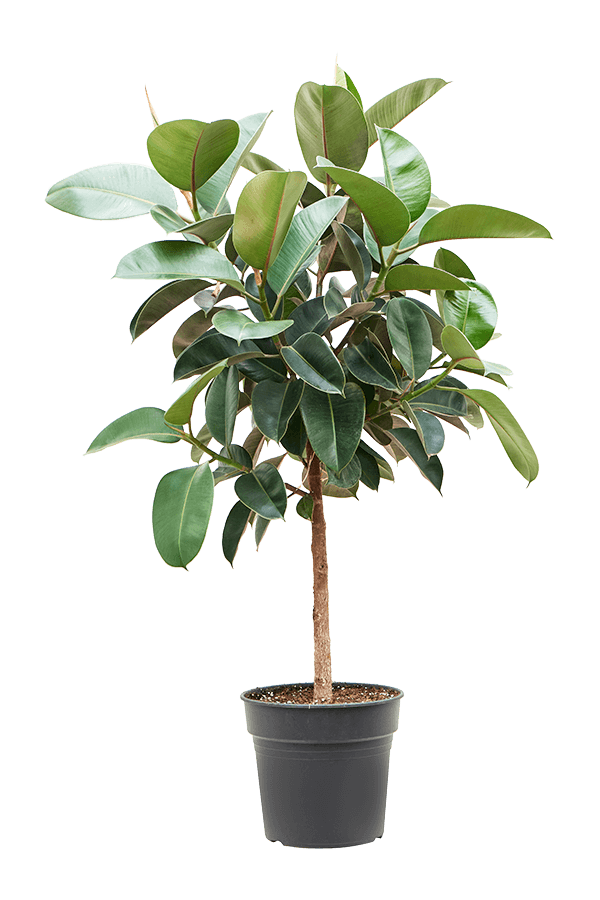 Ficus Elastica Robusta