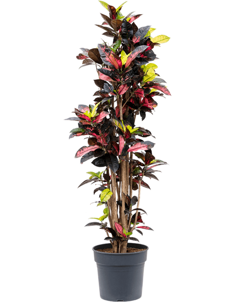 Croton