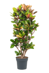 Croton (Codiaeum) Variegatum Petra