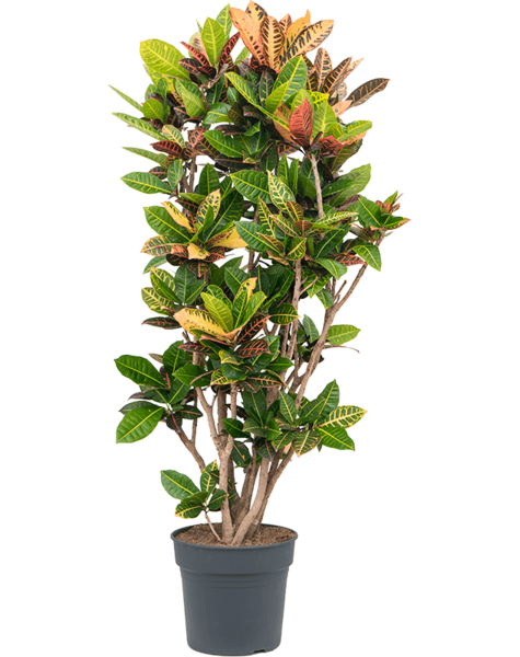 Croton
