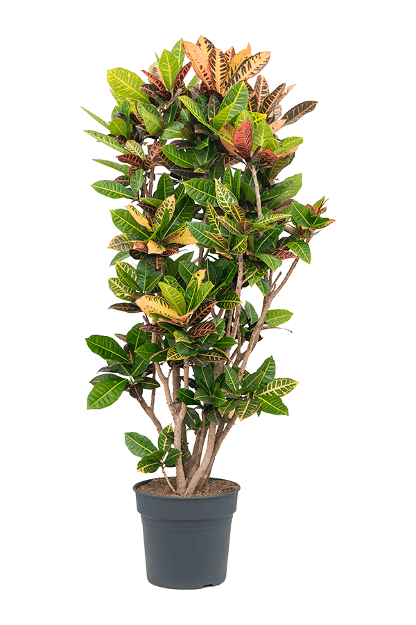 Croton (Codiaeum) Variegatum Petra