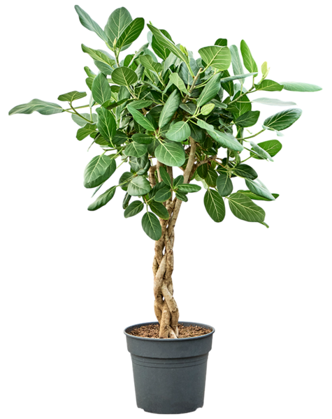 Ficus