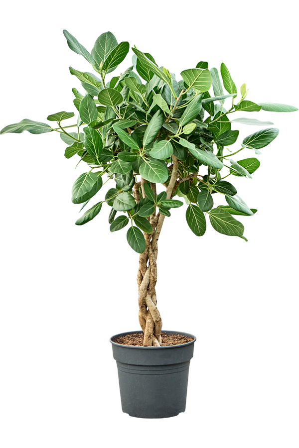 Ficus Benghalensis Audrey