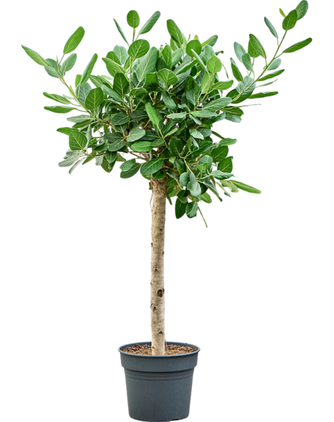 Ficus