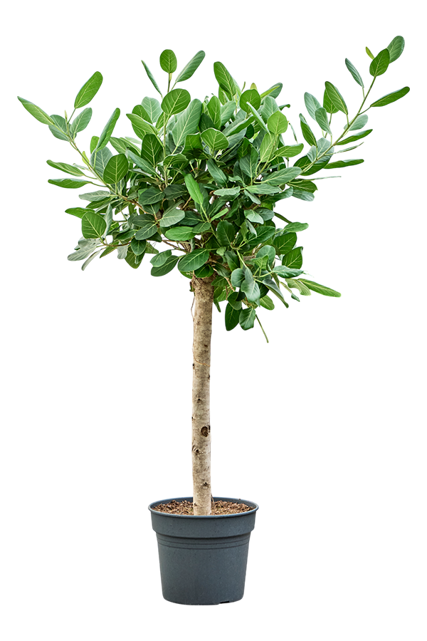 Ficus Benghalensis Audrey
