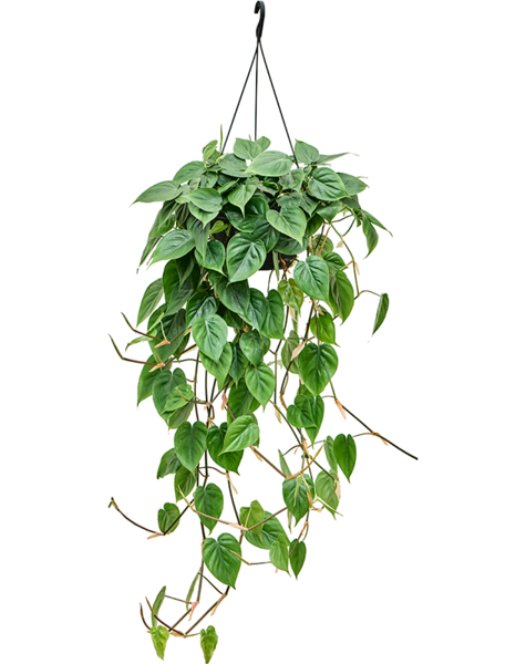 Philodendron