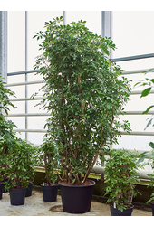 Schefflera Arboricola Compacta