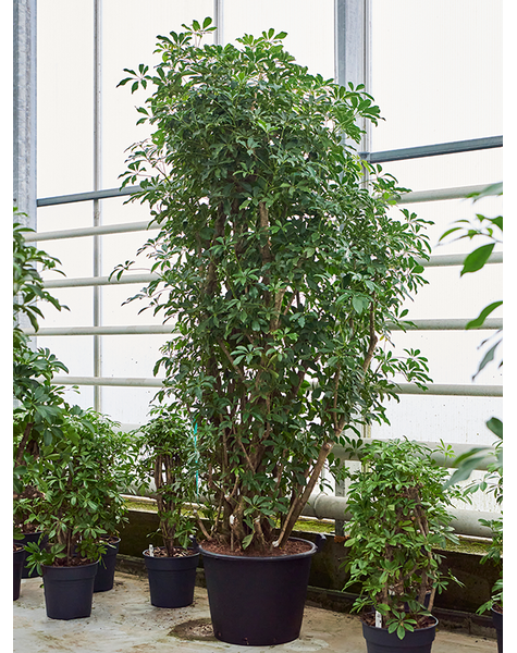 Schefflera