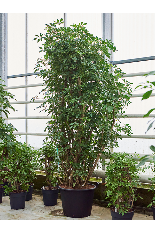 Schefflera Arboricola Compacta