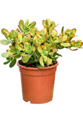Crassula Ovata Sunset (35-45)