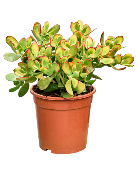 Crassula