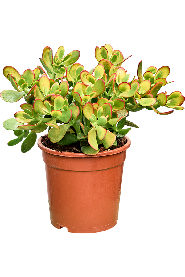 Crassula Ovata Sunset (35-45)