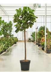 Ficus Lyrata