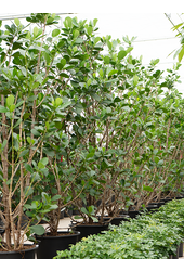 Clusia Rosea Green Magic